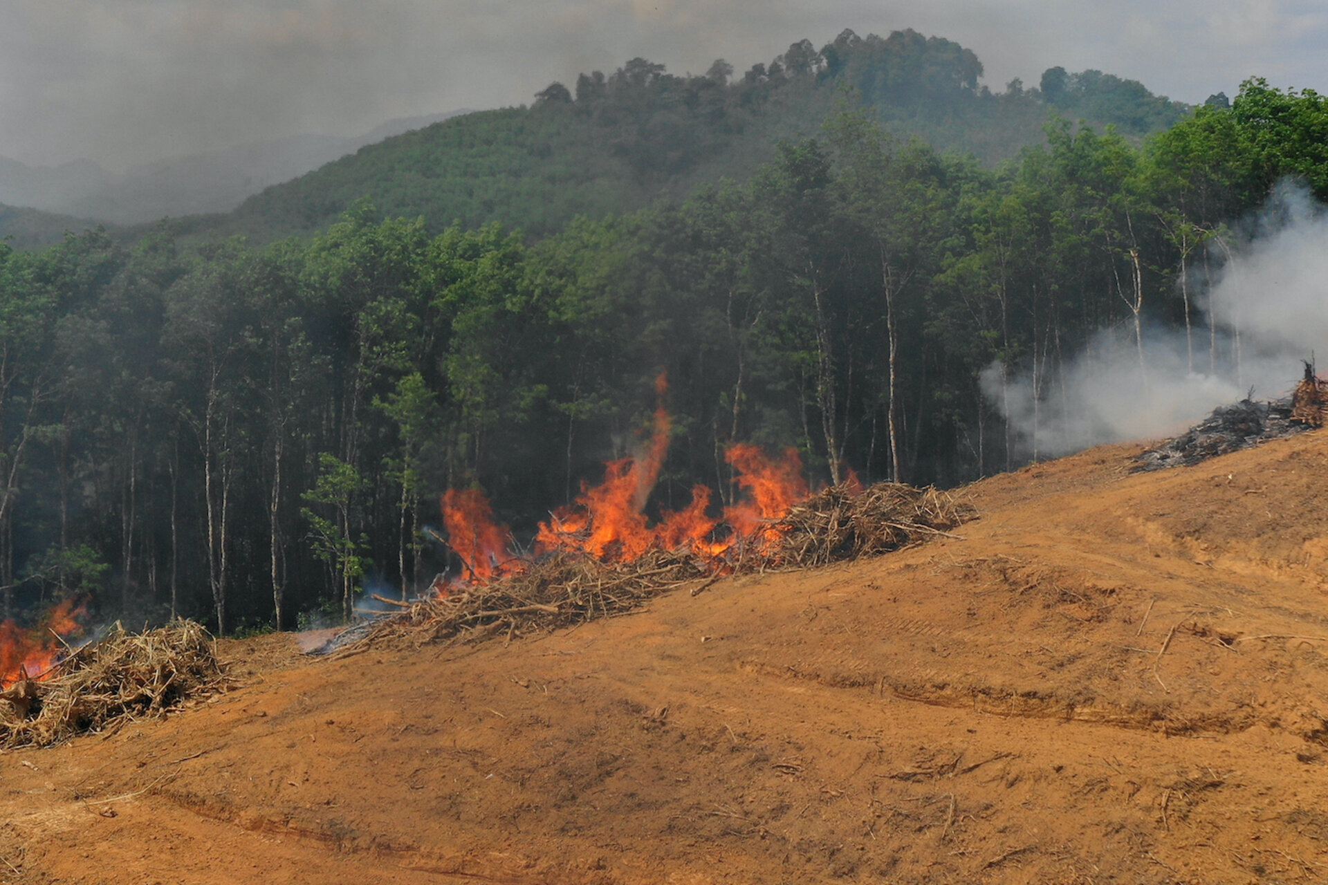 COP26: Promise and limits of vows to rein in methane and protect forests