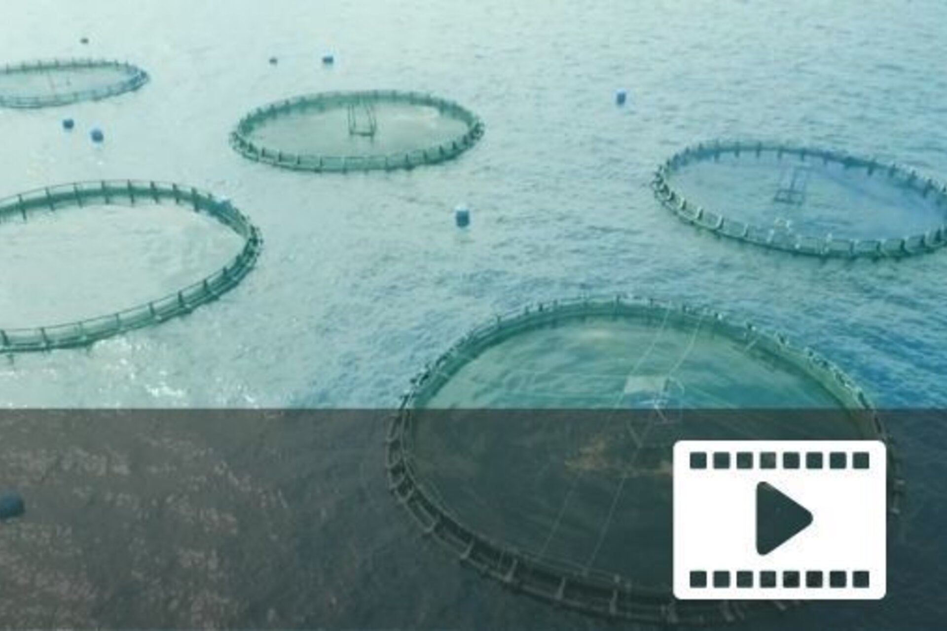 The economics of making fish feed with 'stranded' methane