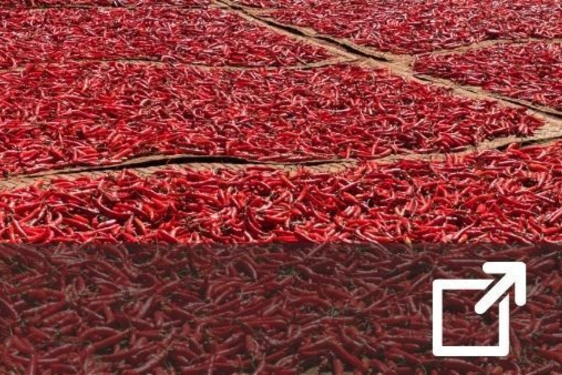Researchers team with smallholder farmers to address 'the dried chilies problem' 