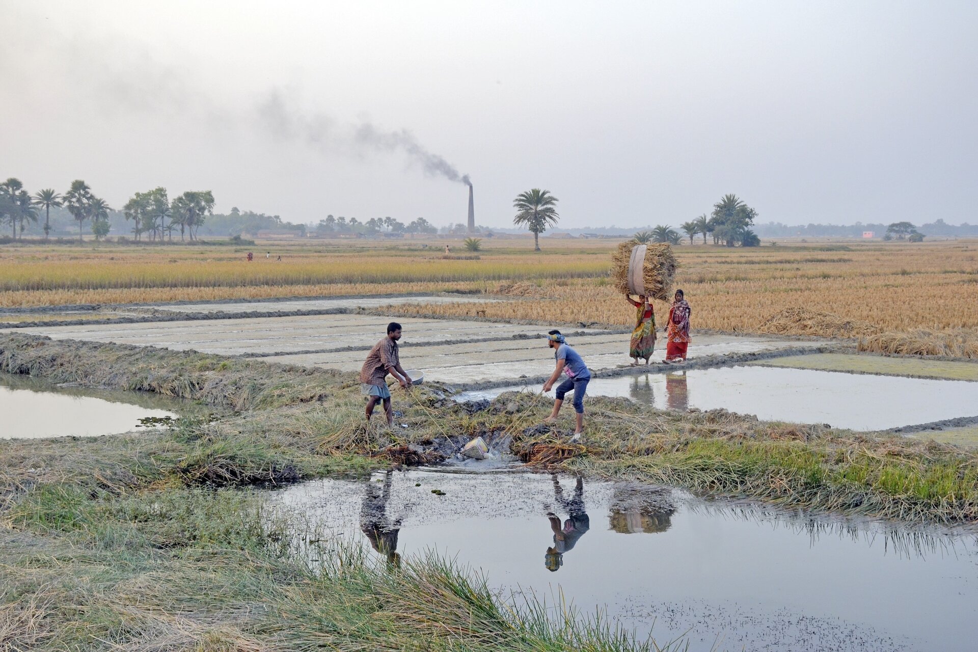 Coal emissions cost India millions in crop damages